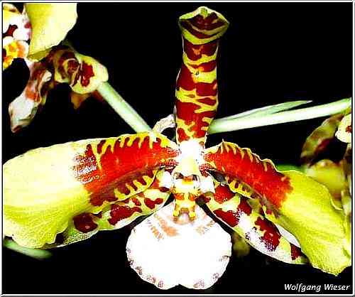 Rossioglossum grande 